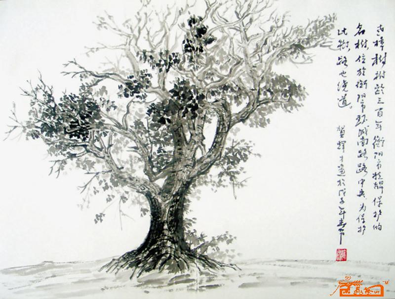 三百年老樟树